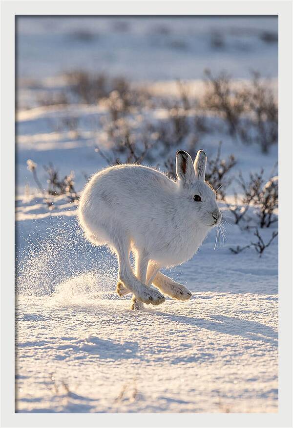 Arctic Hare In Motion