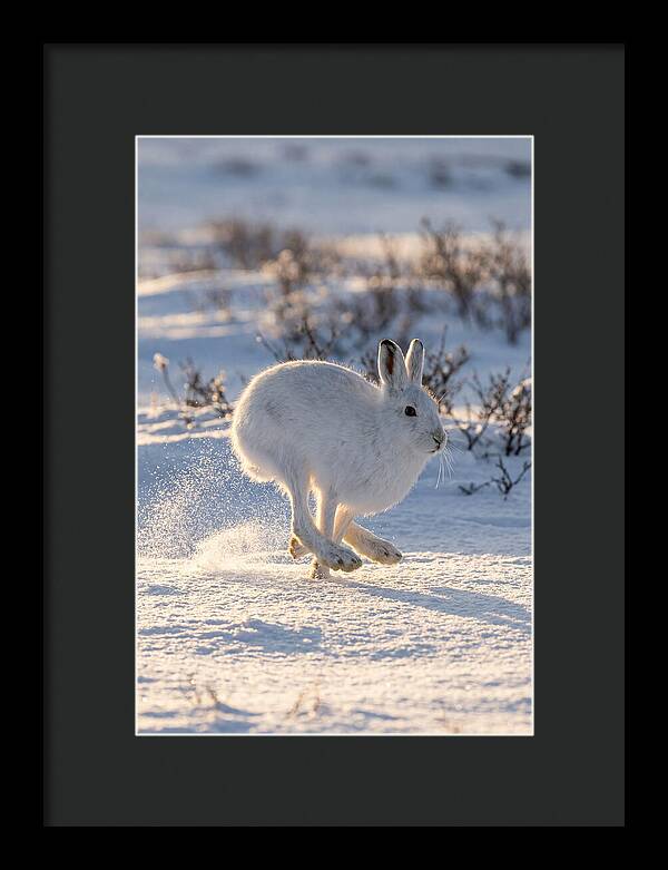Arctic Hare In Motion