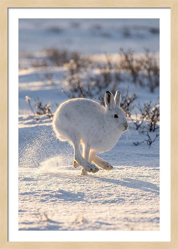 Arctic Hare In Motion