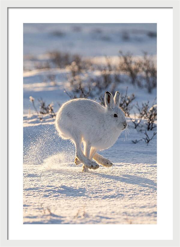 Arctic Hare In Motion