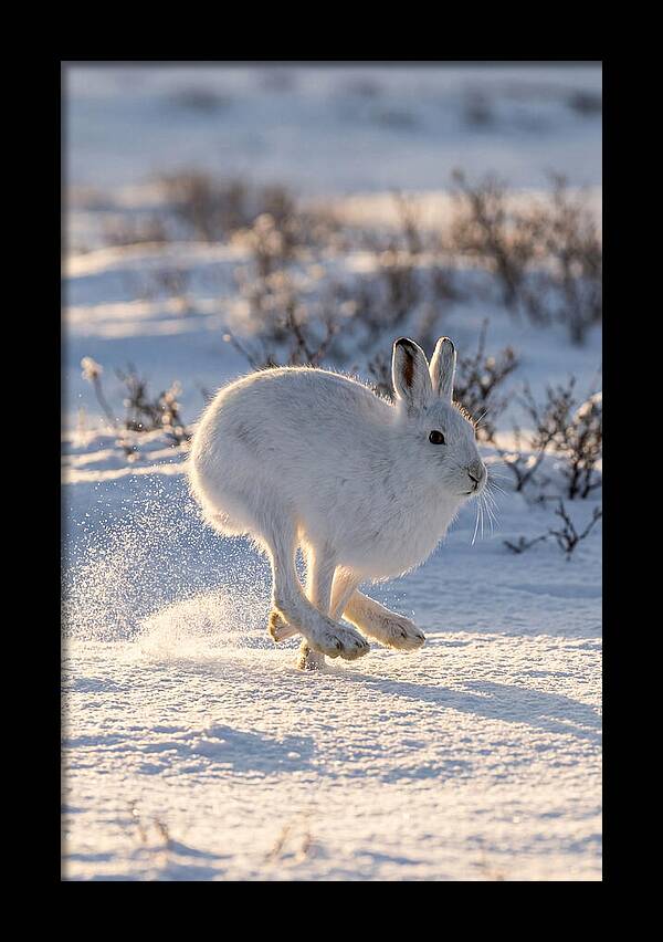 Arctic Hare In Motion