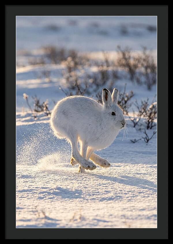 Arctic Hare In Motion