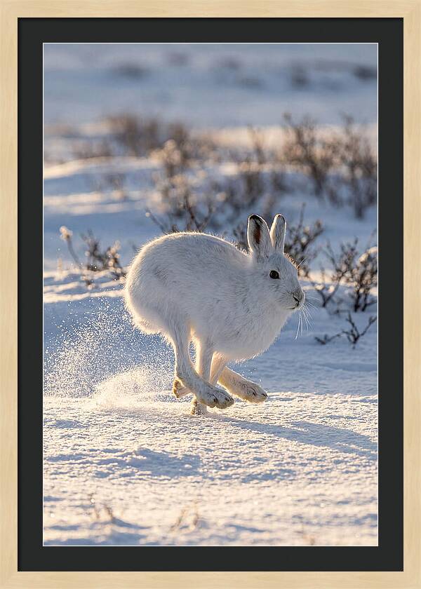 Arctic Hare In Motion