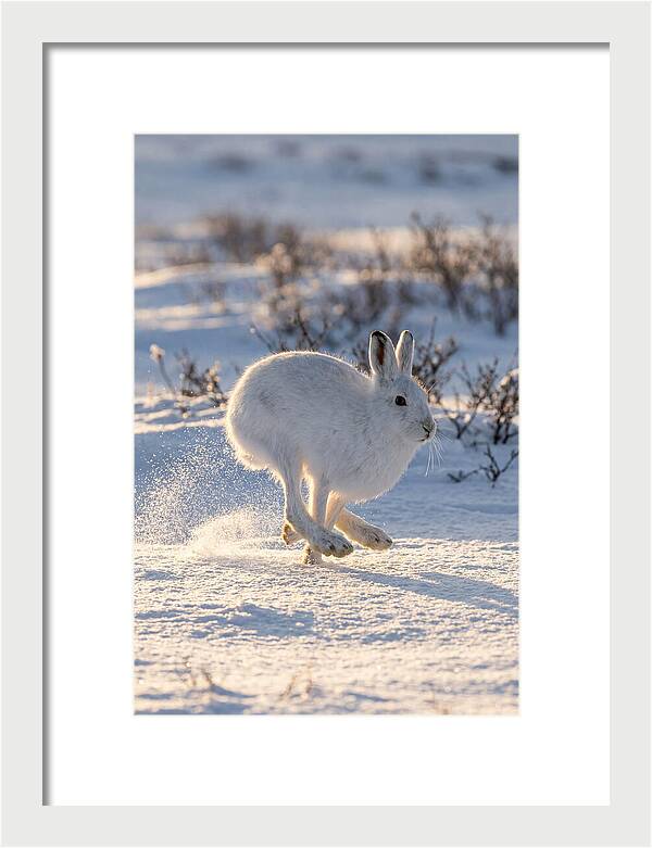 Arctic Hare In Motion