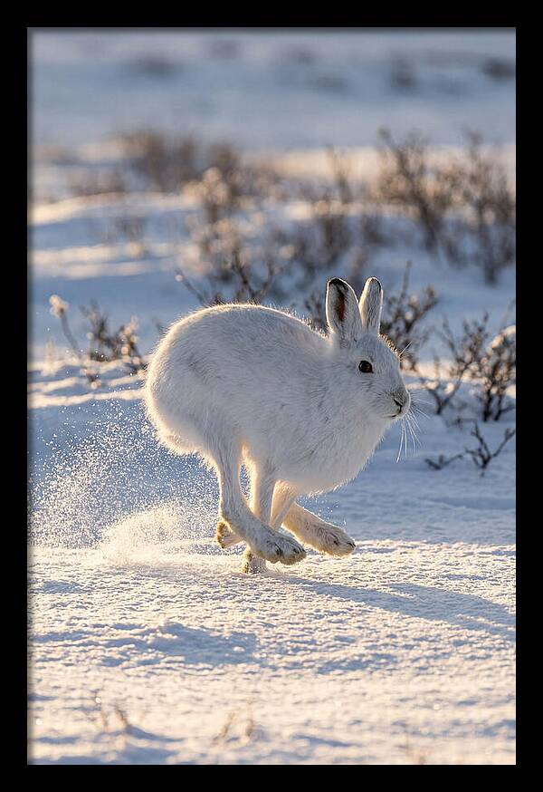 Arctic Hare In Motion