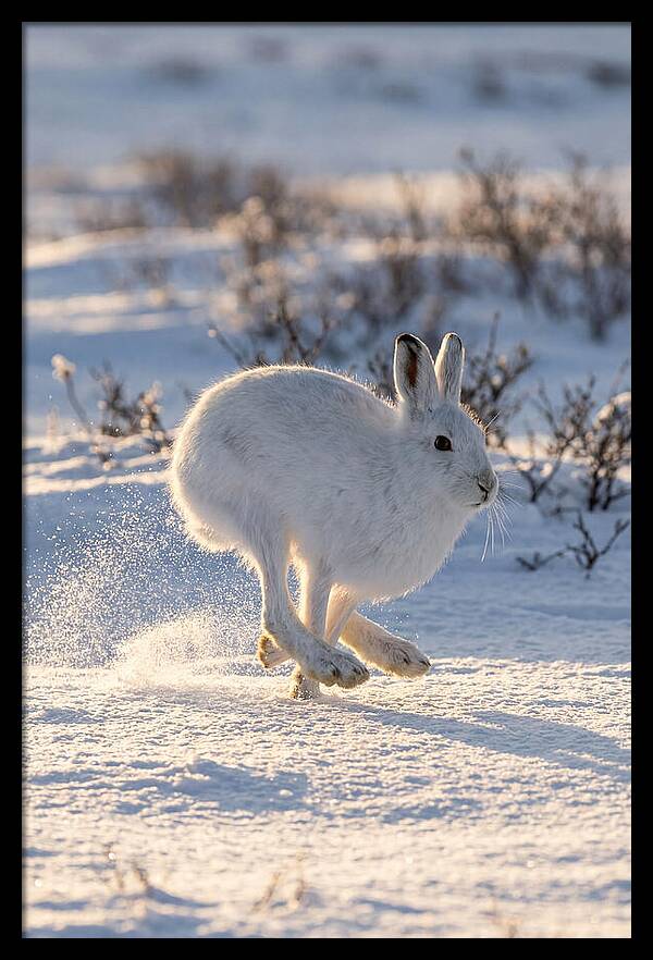 Arctic Hare In Motion