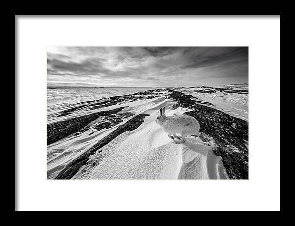 Arctic Hare In Motion