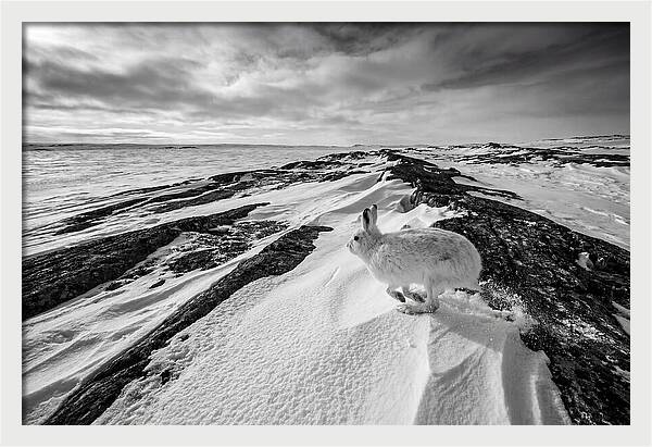 Arctic Hare In Motion