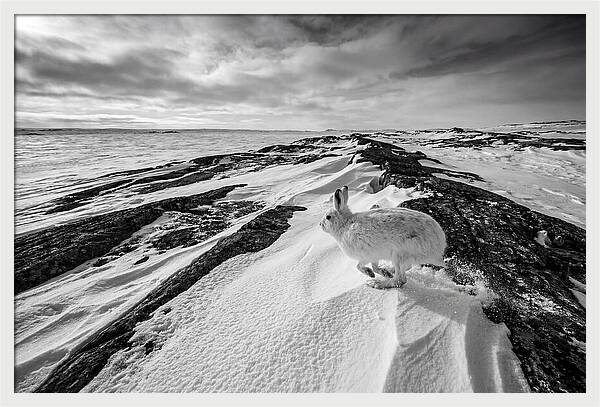 Arctic Hare In Motion