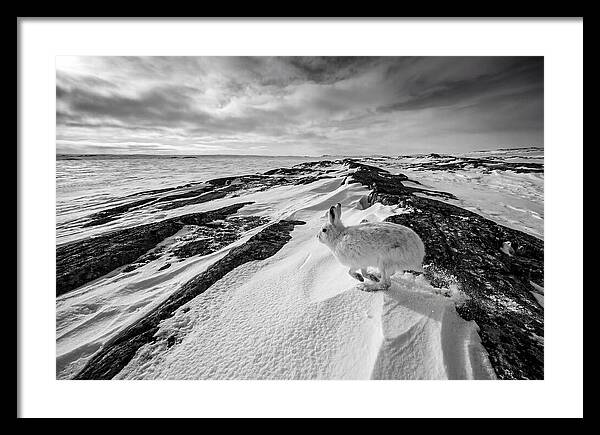 Arctic Hare In Motion