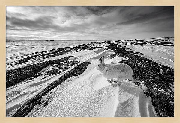 Arctic Hare In Motion