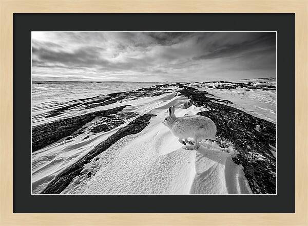 Arctic Hare In Motion