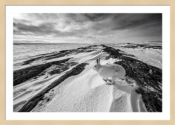 Arctic Hare In Motion