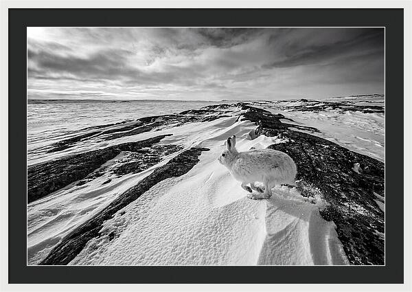 Arctic Hare In Motion