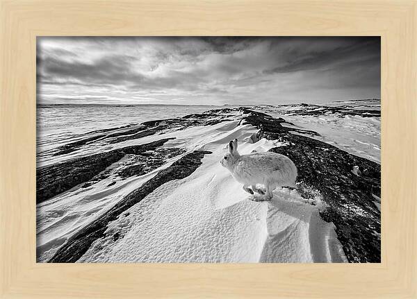 Arctic Hare In Motion