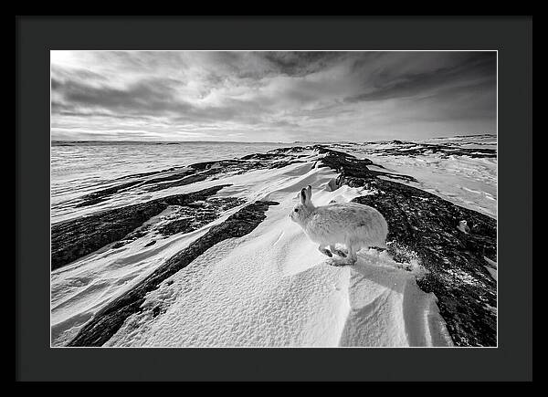 Arctic Hare In Motion