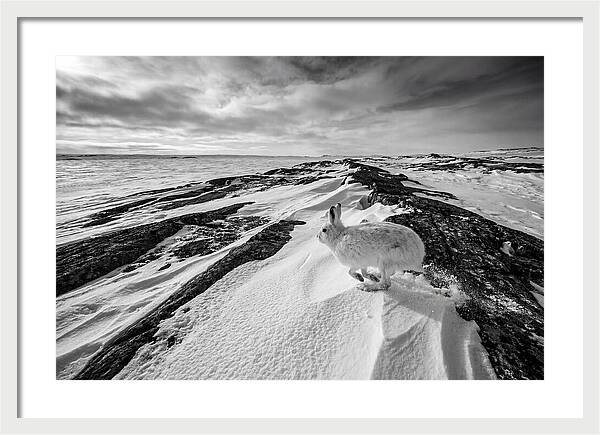 Arctic Hare In Motion