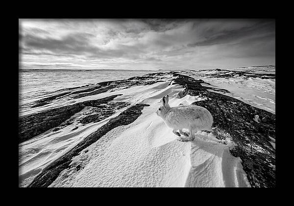Arctic Hare In Motion