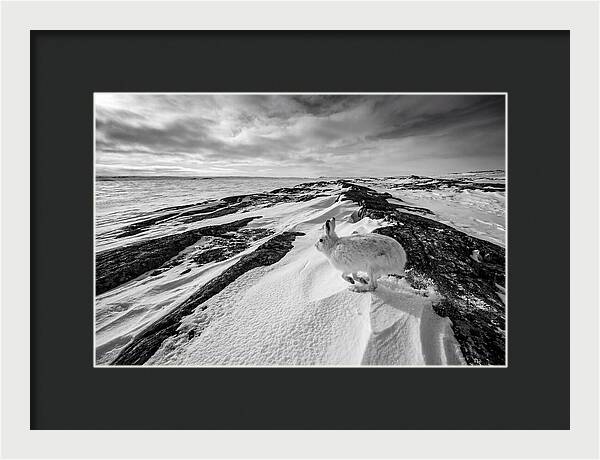 Arctic Hare In Motion