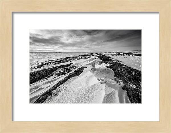 Arctic Hare In Motion