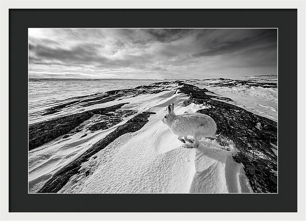 Arctic Hare In Motion