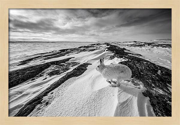 Arctic Hare In Motion