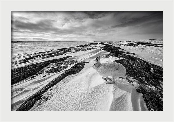 Arctic Hare In Motion