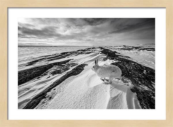 Arctic Hare In Motion
