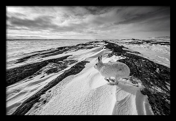 Arctic Hare In Motion