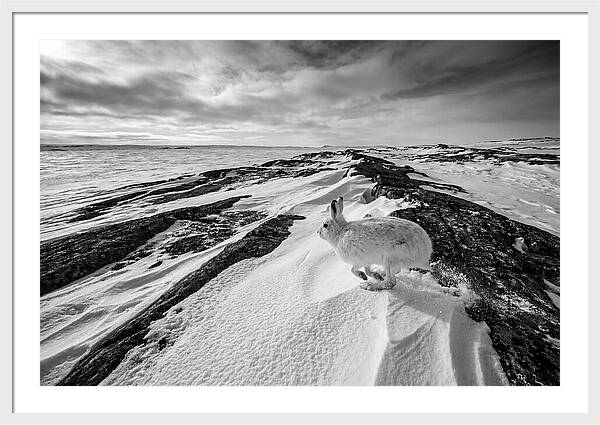 Arctic Hare In Motion