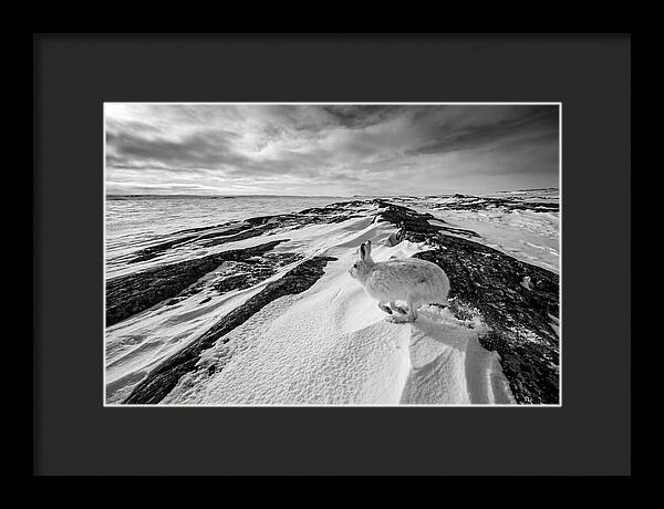 Arctic Hare In Motion