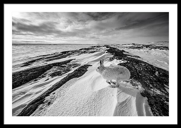 Arctic Hare In Motion