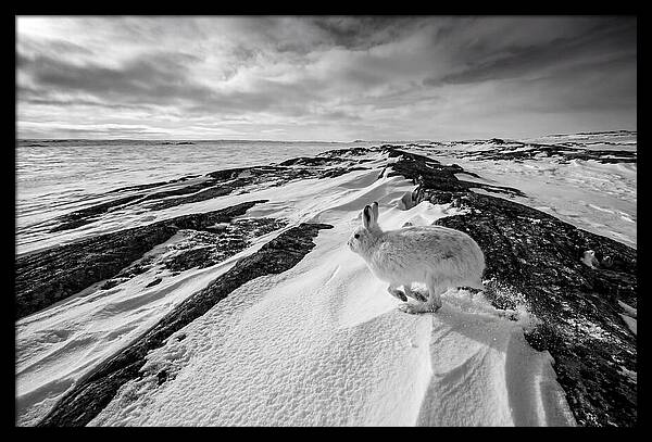 Arctic Hare In Motion
