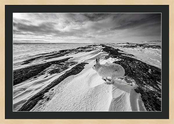 Arctic Hare In Motion
