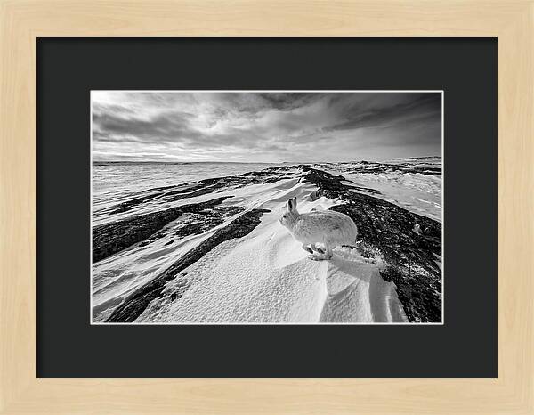 Arctic Hare In Motion