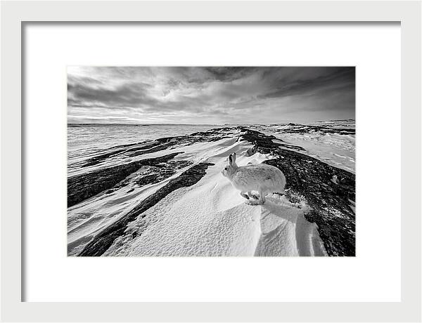 Arctic Hare In Motion