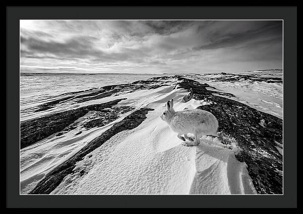 Arctic Hare In Motion