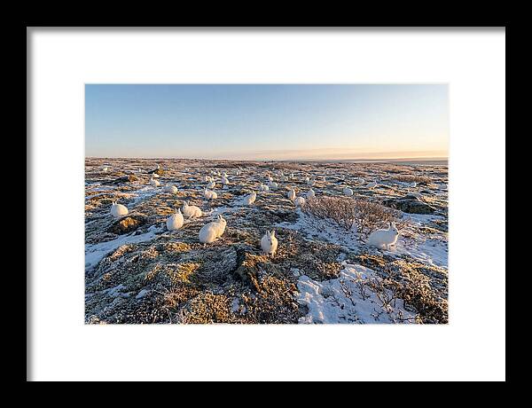 Arctic Hares In Tundra Serenity
