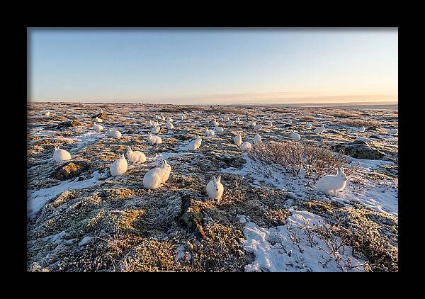 Arctic Hares In Tundra Serenity