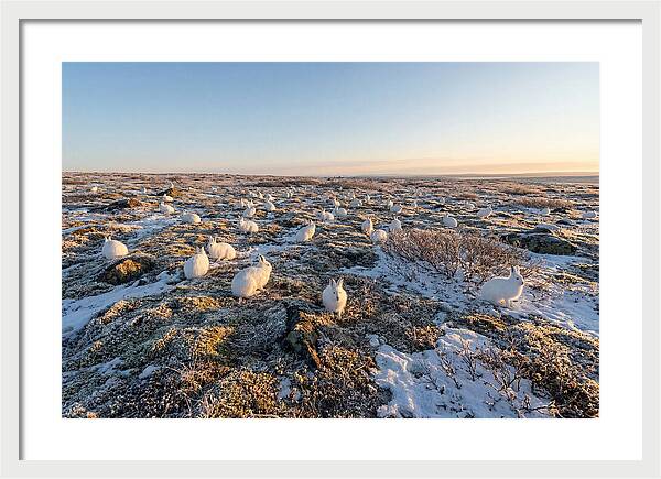 Arctic Hares In Tundra Serenity