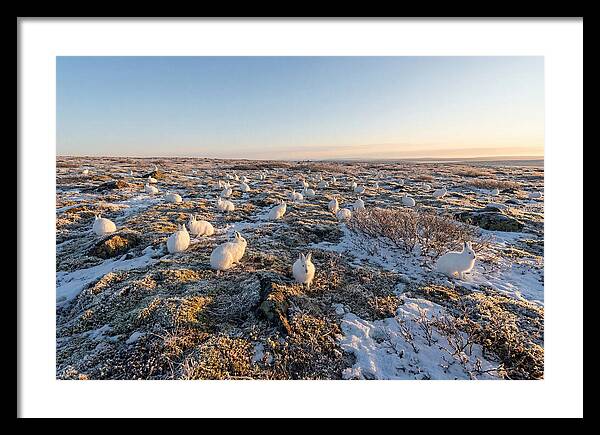 Arctic Hares In Tundra Serenity