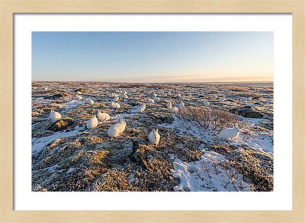 Arctic Hares In Tundra Serenity
