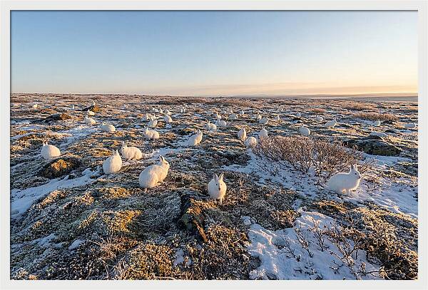 Arctic Hares In Tundra Serenity