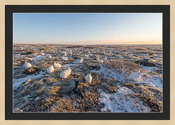 Arctic Hares In Tundra Serenity
