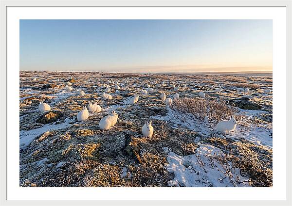 Arctic Hares In Tundra Serenity
