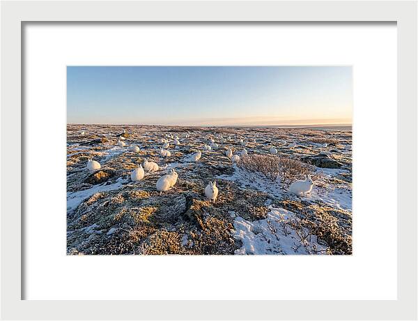 Arctic Hares In Tundra Serenity