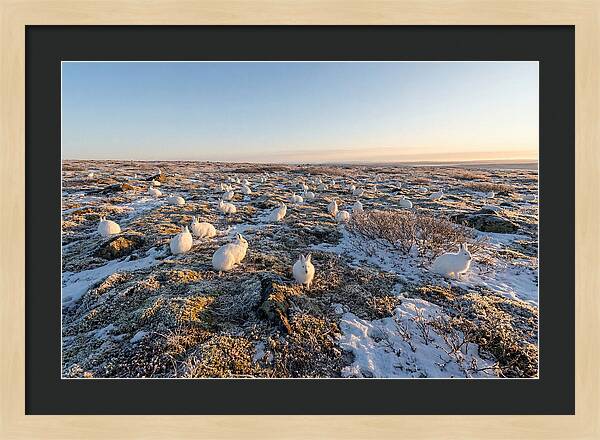 Arctic Hares In Tundra Serenity