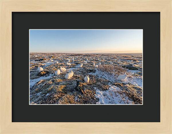 Arctic Hares In Tundra Serenity