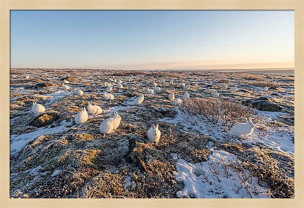 Arctic Hares In Tundra Serenity