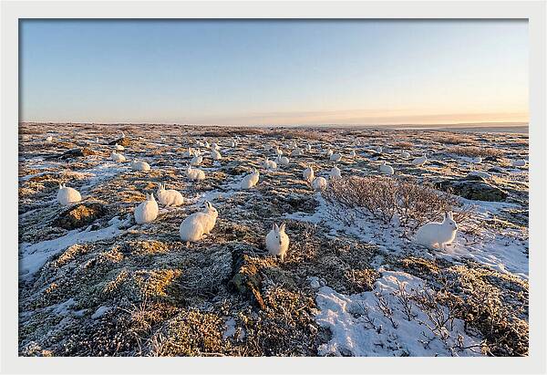 Arctic Hares In Tundra Serenity